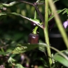 Purple Tiger (острый перец Перпл Тайгер)