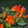 Salsa Orange (Острый перец Сальса Оранж)