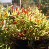 Basket of Fire острый перец