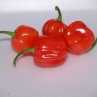Scotch Bonnet Red (острый перец Скотч Боннет Ред)