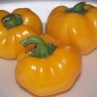 Hungarian Cheese sweet pepper ( Сладкий перец Венгерский сыр)