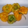 7 Pot Trinidad Yellow (острый перец 7 Пот Тринидад Еллоу)