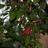 Purple Cayenne hot pepper (Перпл Кайен острый перец)
