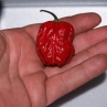 7 Pot Trinidad Red (острый перец 7 Пот Тринидад Ред)