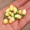 Habanero Cristina (острый перец Хабнеро Кристина)