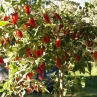 Variegata (Острый перец Вариегата)