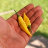Aji Russian Yellow hot pepper (Острый перец Ахи Рашн Еллоу)