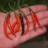 Naga Jolokia purple (Острый перец Нага Джолокия Перпл)