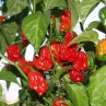 Trinidad 7Pot Johan (острый перец Тринидад 7Пот Johan)