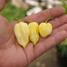 Habanero White (Острый перец Хабанеро уайт)