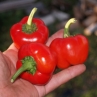 Hot Apple (острый перец Хот Эпл)