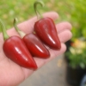 Black Hot Hungarian (острый перец Блэк Хот Хунгариан)