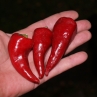 Cyklon pepper (Острый перец Циклон)