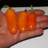 NewMex Orang Spice (острый перец Ньюмекс Оранж Спайси)