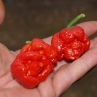 7 Pot SR Strain (острый перец 7 Пот СР Стрейн)