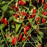 Острый перец Amachito Rosso