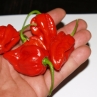Острый перец Devil's Tongue Red