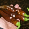 Острый перец Ecuadorian Brown