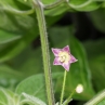 Острый перец САР 1478 (Capsicum Praetermissum)