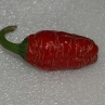 Острый перец Jalapeno NewMex Vacero