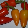 Острый перец Jalaro