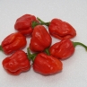 Острый перец Bhut Jolokia Purple X Maldivian Heart