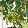 Biquinho Amarelo (острый перец Бикиньо Амарело)
