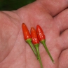Острый перец Pequin From Mexico