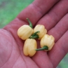 Острый перец Habanero Ivory