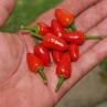 Острый перец Pimenta de la Puta la Madre
