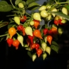 Острый перец Chulpetinho