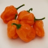 Острый перец Papa Joe's Scotch Bonnet