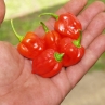 Острый перец Scotch Bonnet Safi