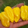 Острый перец Bhutlah Gold
