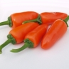Острый перец NuMex Spice Pampkin