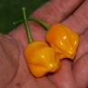 Острый перец Aji Fantasy