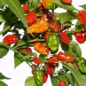 Острый перец 7 Pot Chaguanas Red