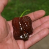 Острый перец 7 Pot Brown