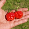 Острый перец 7 Pot Rennie