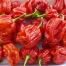 Острый перец 7 Pot Red CTAP