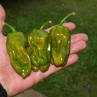Острый перец 7 Pot Evergreen
