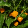 Острый перец Petenero