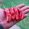 Острый перец Broome pepper