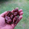 Острый перец Scotch Bonnet Brown