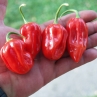 Острый перец Scotch Bonnet Trinidad Red