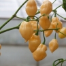 Острый перец Habanero Pastel