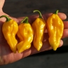 Острый перец Habanero Gold