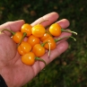 Острый перец Charapon Amarillo