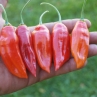 Острый перец Datil x Limon