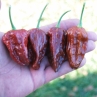 Острый перец 7 Pot Chaguanas Chocolate